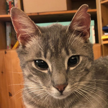 RUDI, Katze, Europäisch Kurzhaar in Sundern - Bild 10