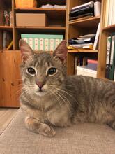 RUDI, Katze, Europäisch Kurzhaar in Sundern - Bild 11