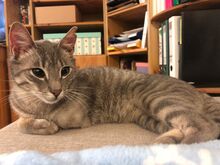 RUDI, Katze, Europäisch Kurzhaar in Sundern - Bild 12