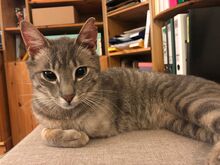 RUDI, Katze, Europäisch Kurzhaar in Sundern - Bild 13