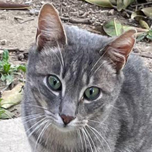 RUDI, Katze, Europäisch Kurzhaar in Sundern - Bild 14