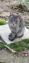 RUDI, Katze, Europäisch Kurzhaar in Sundern - Bild 15