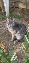 RUDI, Katze, Europäisch Kurzhaar in Sundern - Bild 16