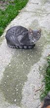 RUDI, Katze, Europäisch Kurzhaar in Sundern - Bild 17
