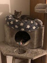 RUDI, Katze, Europäisch Kurzhaar in Sundern - Bild 18
