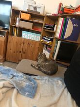 RUDI, Katze, Europäisch Kurzhaar in Sundern - Bild 19