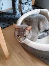 RUDI, Katze, Europäisch Kurzhaar in Sundern - Bild 2