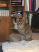 RUDI, Katze, Europäisch Kurzhaar in Sundern - Bild 20