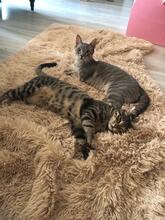 RUDI, Katze, Europäisch Kurzhaar in Sundern - Bild 22