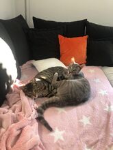 RUDI, Katze, Europäisch Kurzhaar in Sundern - Bild 23