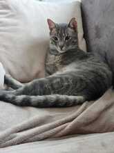 RUDI, Katze, Europäisch Kurzhaar in Sundern - Bild 3