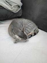 RUDI, Katze, Europäisch Kurzhaar in Sundern - Bild 4