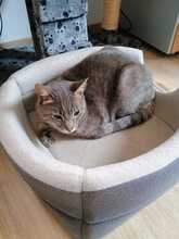 RUDI, Katze, Europäisch Kurzhaar in Sundern - Bild 6