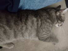 RUDI, Katze, Europäisch Kurzhaar in Sundern - Bild 7
