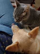 RUDI, Katze, Europäisch Kurzhaar in Sundern - Bild 9