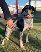 DAISY, Hund, Jagdhund-Mix in Portugal - Bild 4
