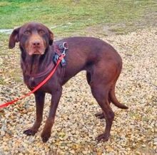 CHIARA, Hund, Labrador Retriever in Rumänien - Bild 1