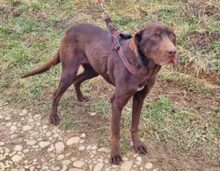 CHIARA, Hund, Labrador Retriever in Rumänien - Bild 3