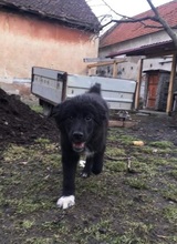 CHICAGO, Hund, Mischlingshund in Rumänien - Bild 3