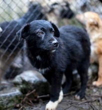 CHICAGO, Hund, Mischlingshund in Rumänien - Bild 5