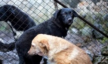 CHICAGO, Hund, Mischlingshund in Rumänien - Bild 6