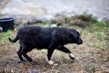 CHICAGO, Hund, Mischlingshund in Rumänien - Bild 7