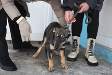LAPKA, Hund, Mischlingshund in Russische Föderation - Bild 1