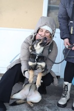 LAPKA, Hund, Mischlingshund in Russische Föderation - Bild 2