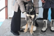 LAPKA, Hund, Mischlingshund in Russische Föderation - Bild 3