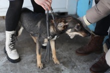 LAPKA, Hund, Mischlingshund in Russische Föderation - Bild 4