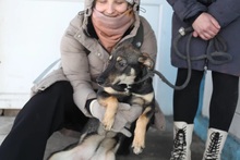 LAPKA, Hund, Mischlingshund in Russische Föderation - Bild 5