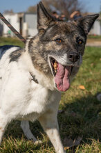 SANTOSCHA, Hund, Mischlingshund in Bulgarien - Bild 1