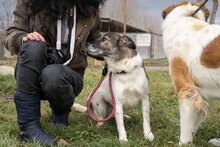 SANTOSCHA, Hund, Mischlingshund in Bulgarien - Bild 2