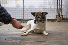 SANTOSCHA, Hund, Mischlingshund in Bulgarien - Bild 3