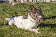 SANTOSCHA, Hund, Mischlingshund in Bulgarien - Bild 4
