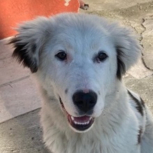 CANJA, Hund, Mischlingshund in Griechenland - Bild 1