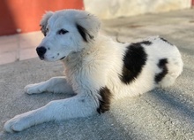CANJA, Hund, Mischlingshund in Griechenland - Bild 3