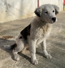 CANJA, Hund, Mischlingshund in Griechenland - Bild 4