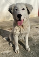 CANJA, Hund, Mischlingshund in Griechenland - Bild 5