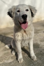 CANJA, Hund, Mischlingshund in Griechenland - Bild 7