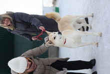 ARYA, Hund, Mischlingshund in Russische Föderation - Bild 1