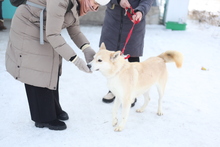 ARYA, Hund, Mischlingshund in Russische Föderation - Bild 2