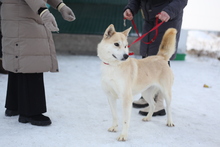 ARYA, Hund, Mischlingshund in Russische Föderation - Bild 3
