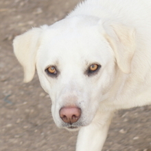 GIANNA, Hund, Mischlingshund in Griechenland - Bild 1