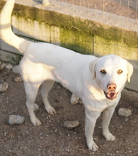 GIANNA, Hund, Mischlingshund in Griechenland - Bild 2