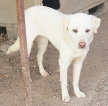 GIANNA, Hund, Mischlingshund in Griechenland - Bild 3