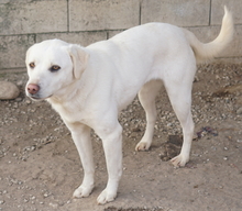 GIANNA, Hund, Mischlingshund in Griechenland - Bild 4