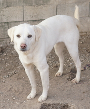 GIANNA, Hund, Mischlingshund in Griechenland - Bild 5