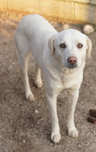 GIANNA, Hund, Mischlingshund in Griechenland - Bild 6