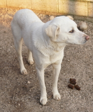 GIANNA, Hund, Mischlingshund in Griechenland - Bild 7